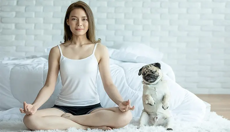 POSE, PUG, YOGA, BEDROOM, DUVET