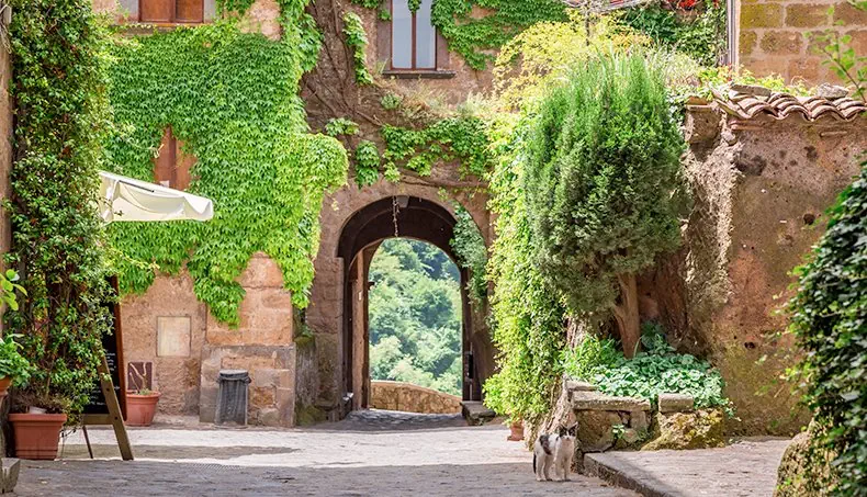 IVY, ALLEYWAY, CAT, SHADOW, ARCH