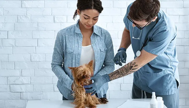 TATTOO, SHIRT, VETERINARIAN, SYRINGE, GLOVES