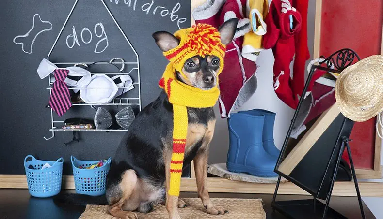 OS, CHIHUAHUA, ÉCHARPE, MIROIR, BOTTES