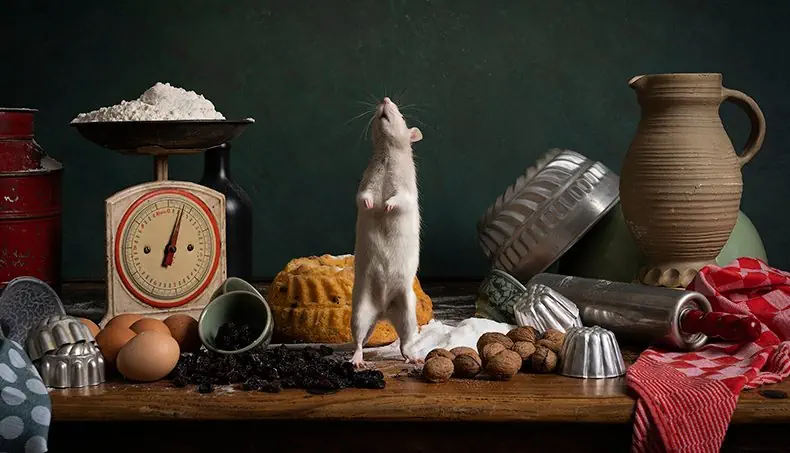 KARAF, RAT, DEEGROL, WEEGSCHAAL, EIEREN