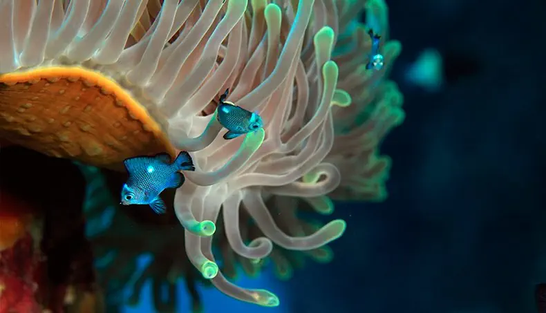 MACROGRAFIE, ZEEANEMONEN, ONDERWATER, VIS, ONSCHERP