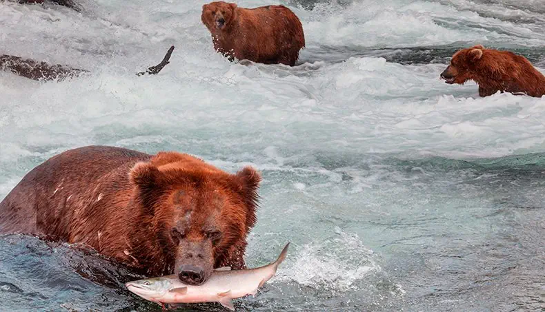 GRIZZLYBEER, ZALM, JAGEN, BRUIN, WATER