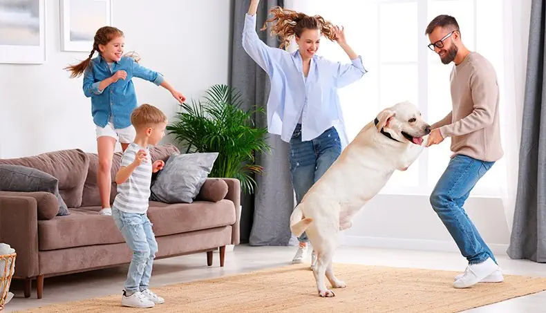 DANS, LABRADOR, KINDEREN, TAPIJT, PLEZIER