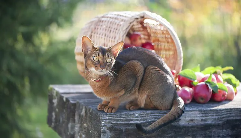БРУС, КОШКА, ОШЕЙНИК, ЛАПА, ХВОСТ