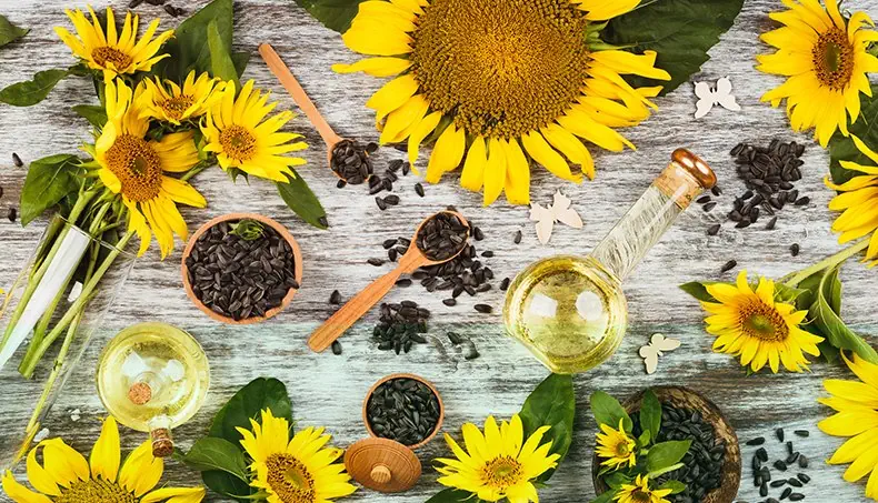 TOURNESOL, GRAINES, HUILE, PAPILLON, VASE