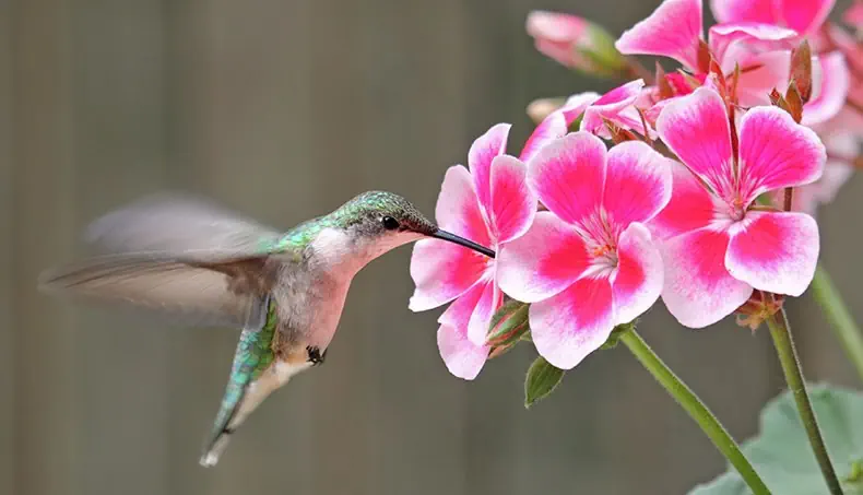 COLIBRI, BATTEMENT, FLEUR, OISEAU, ROSE