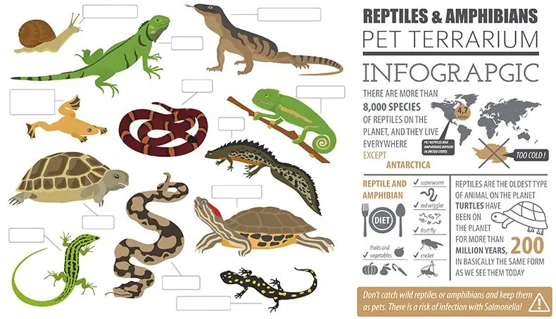 REPTILES, SERPENT, LÉZARD, SALAMANDRE, TORTUE