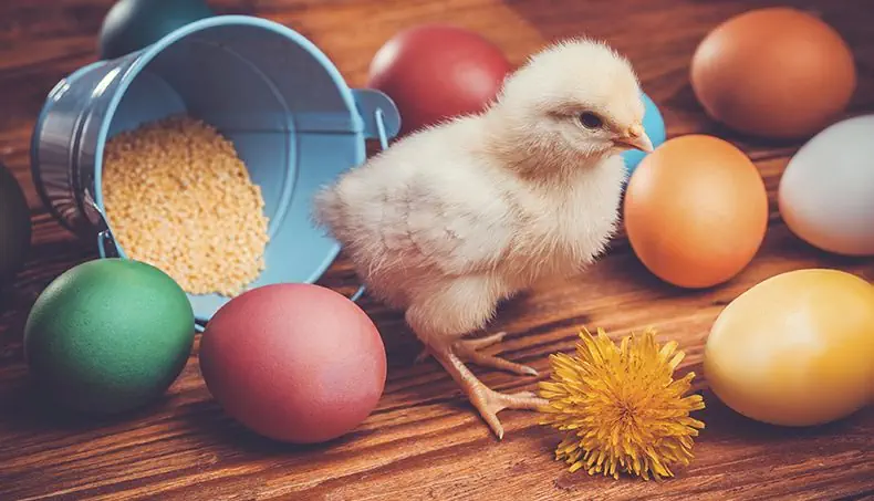 BEC, ŒUF, PISSENLIT, MILLET, SEAU