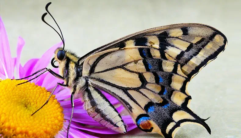 PAPILLON, FLEUR, TÊTE, AILE, ANTENNES