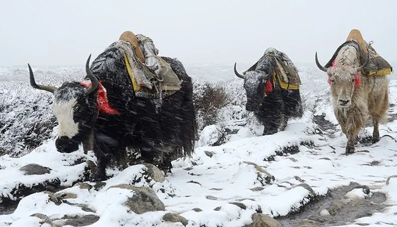 CARAVANE, YAK, TEMPÊTE, CORNES, MARCHANDISES