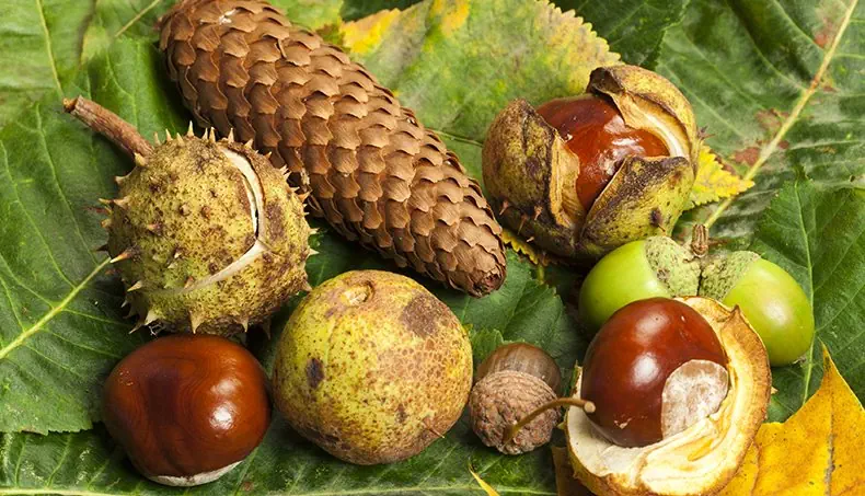 CHÂTAIGNE, GLAND, FEUILLES, NERVURE, POMME DE PIN