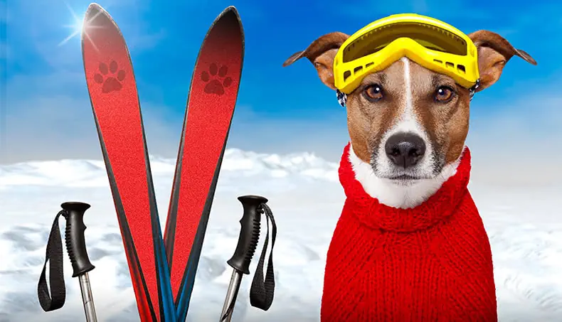 SKIS, CHIEN, TRICOT, LUNETTES, NEIGE