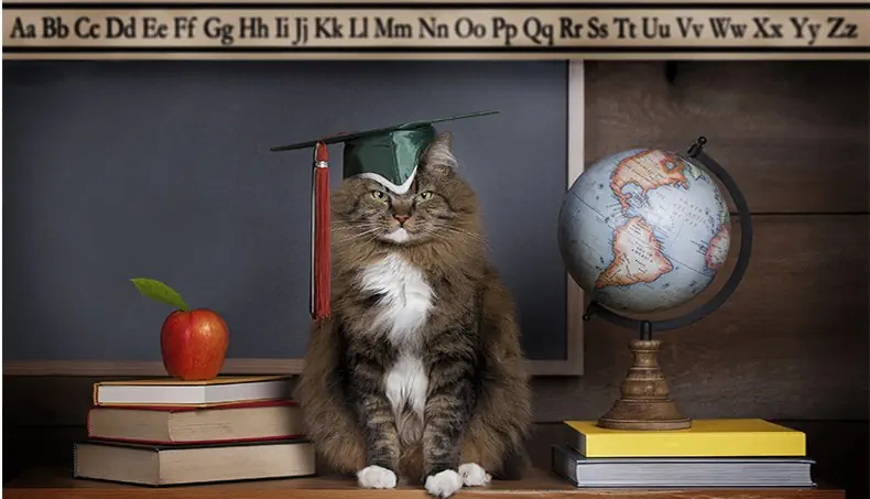 CHAT, POMME, GLOBE, ÉCOLE, TABLEAU NOIR