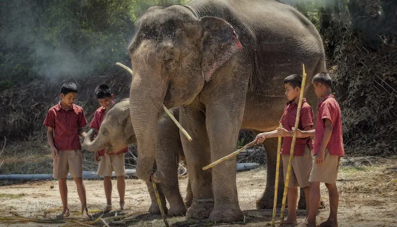 ÉLÉPHANT, ÉLÉPHANTEAU, BÂTON, ENFANTS, NOURRIR