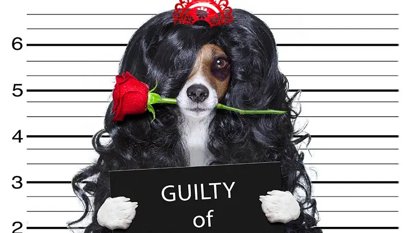 JAIL, ROSE, PAW, DOG, BRUISE