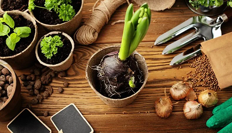CLAY PELLETS, BULB, SEEDLINGS, COIL, SEEDS