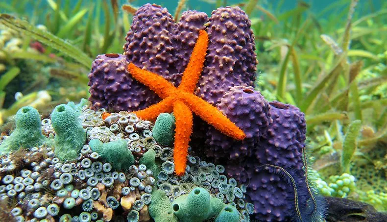 ÉTOILE DE MER, TROU, VIOLET, ORANGE, TURQUOISE