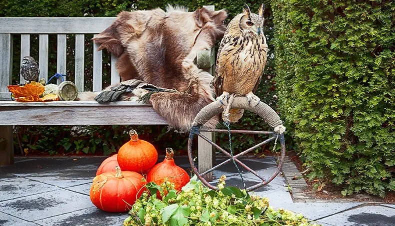 PELT, SHRUB, OWL, PUMPKIN, HOP