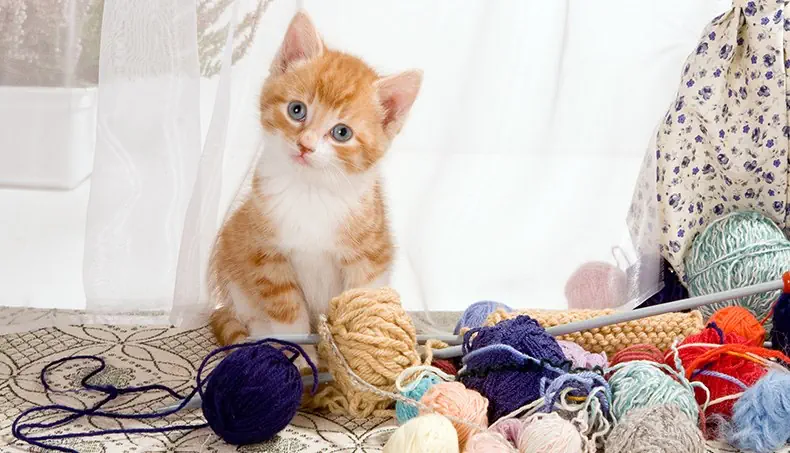 CHATON, RIDEAU, FIL, LAINE, AIGUILLES