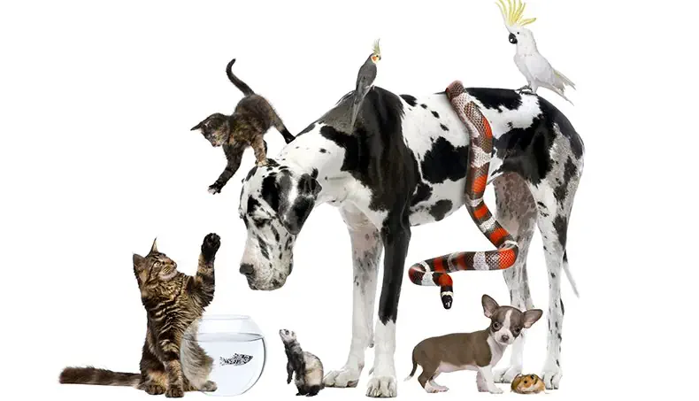 CHAT, QUEUE, FURET, SERPENT, CHATON