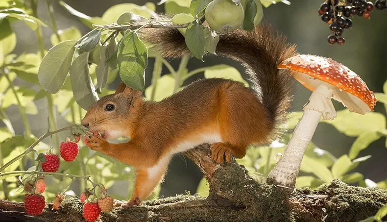 SQUIRREL, RASPBERRIES, MOSS, FOLIAGE, TAIL