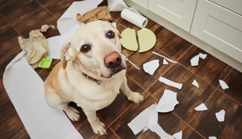 CHIEN, NEZ, REGARD, PAPIER, DÉBRIS