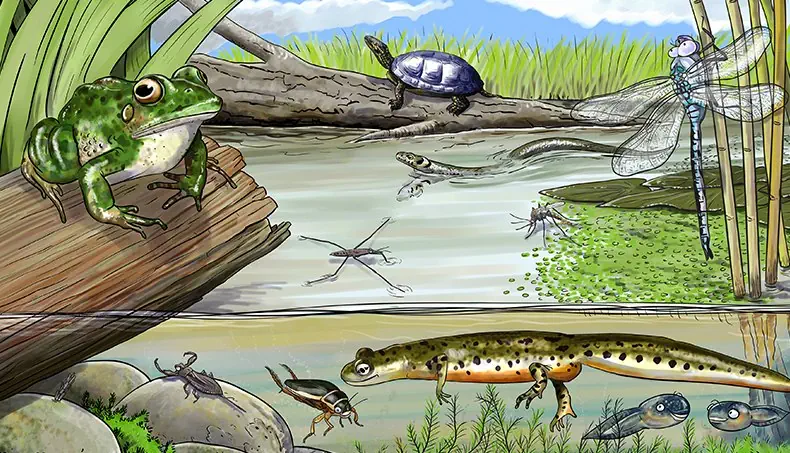 TOAD, WATER BUG, TADPOLE, LOG, DRAGONFLY