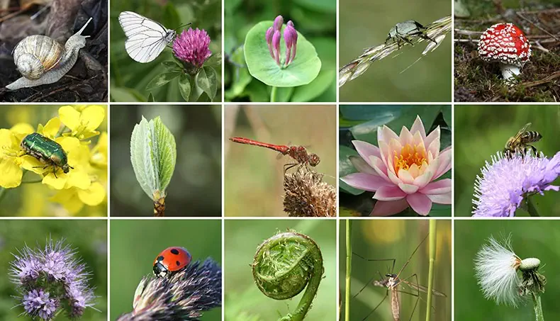 LADYBUG, CURL, BEETLE, SNAIL, STAMEN