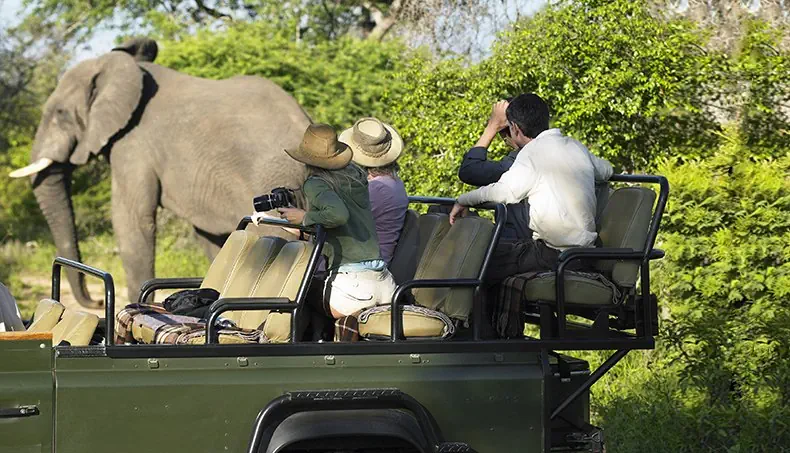SAFARI, JEEP, DÉFENSE, TOURISTE, ÉLÉPHANT