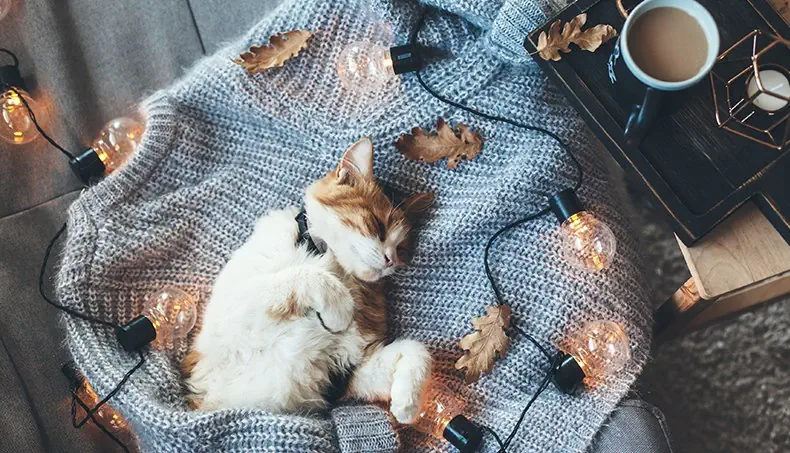 PULLOVER, CANDLEWICK, EARS, PAW, BULB