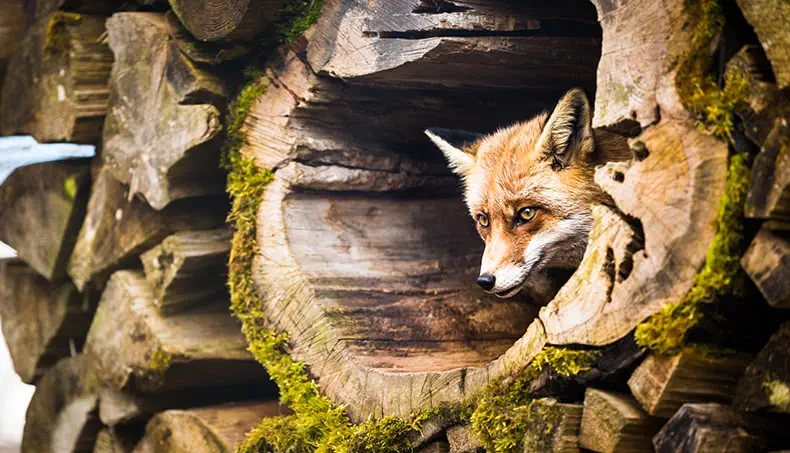 RENARD, BOIS, MUSEAU, MOUSSE, REGARD