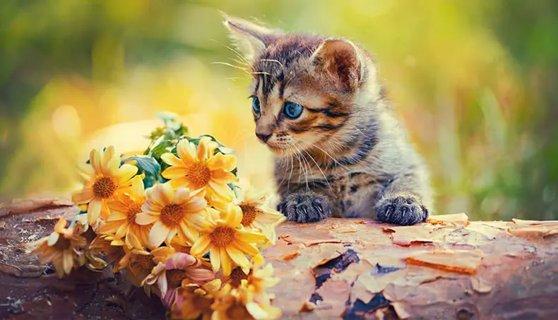 ÉCORCE, PATTE, OREILLES, FLEUR, CHATON