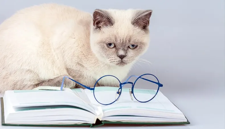 CHAT, MONTURE, PAGE, COUVERTURE, TRISTESSE