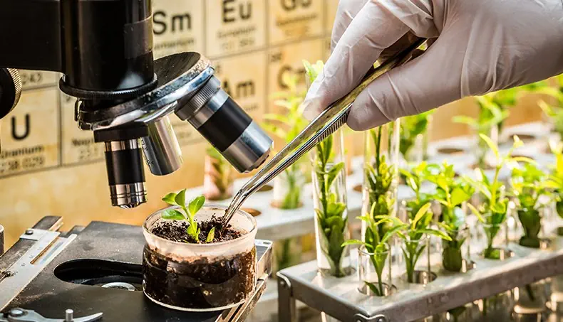 LAB, PLANTS, SCIENCE, RESEARCH, SOIL