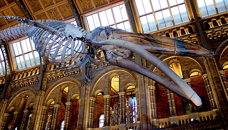 CACHALOT, SQUELETTE, MUSÉE, ARCHE, OS