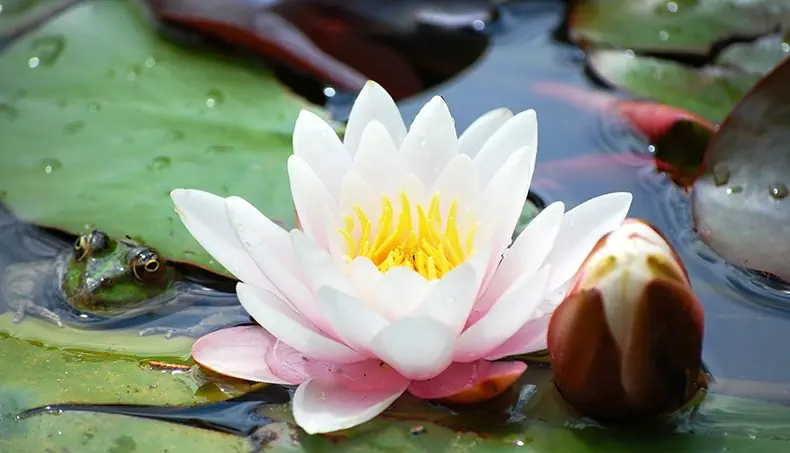 NÉNUPHAR, GRENOUILLE, ÉTANG, BOURGEON, PÉTALES