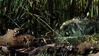 Movie poster: Razortooth - 2009