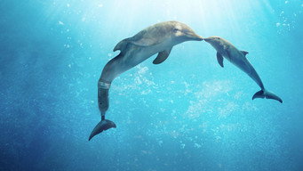 Mein Freund, der Delfin 2