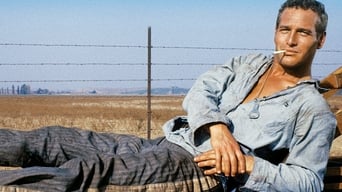 Movie: Cool Hand Luke - 2014