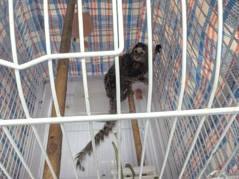 Reward offered to help solve mystery of monkey abandoned on London bus
