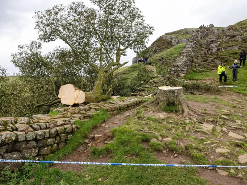 Sycamore Gap sapling stolen from Lake District castle grounds