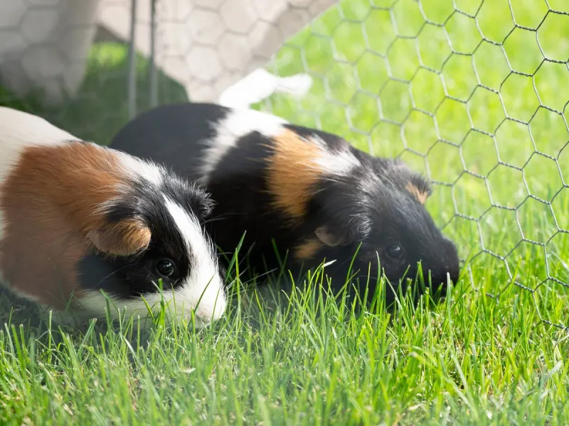 Couple announce bizarre plan to breed guinea pigs for food on remote Welsh farm
