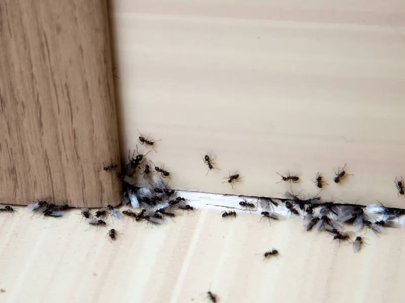 Ants will scurry away if you sprinkle 1 natural item near windows and doors