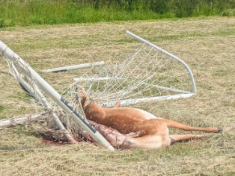 RSPCA issues animal warning around back garden football