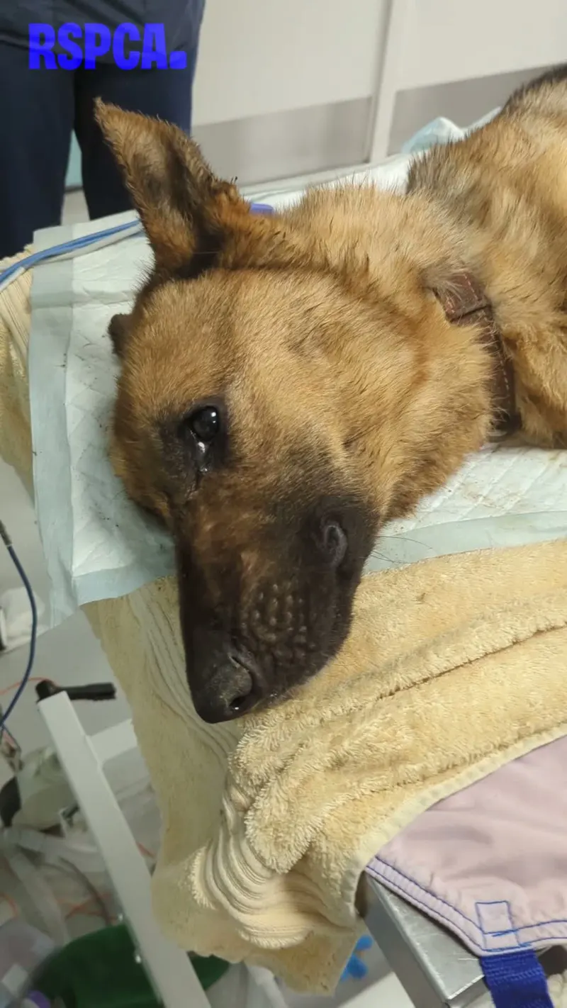 'Cesspit' home horror in Lancashire as RSPCA finds 'worst room ever seen'