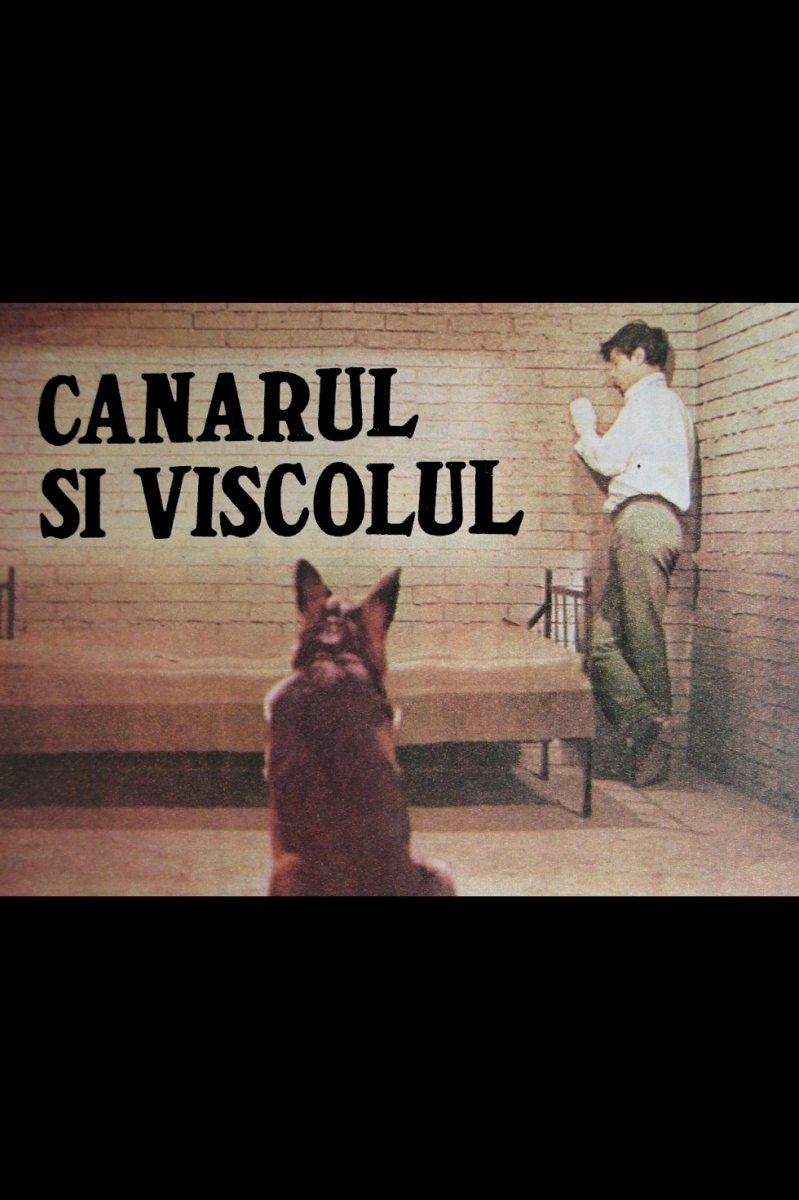 Canarul și viscolul